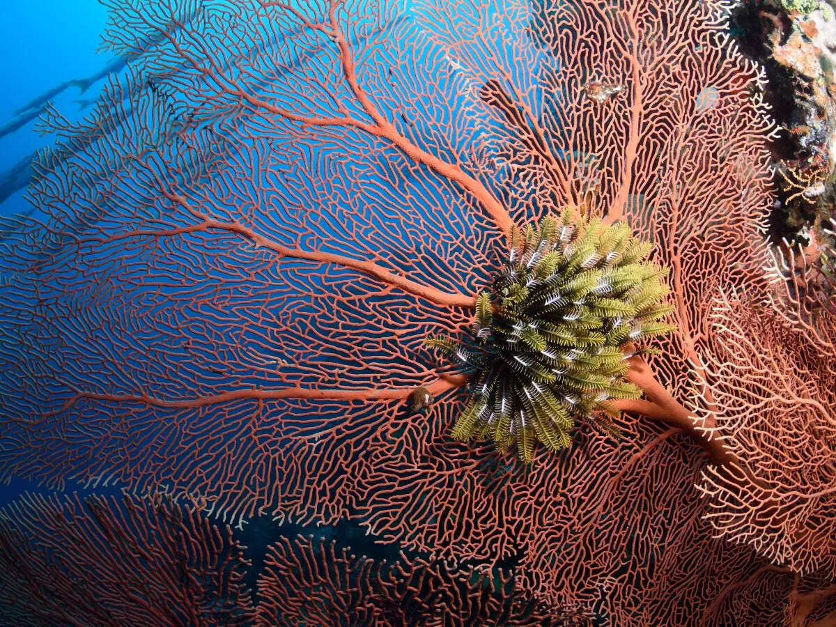 Colourful corals Colourful corals