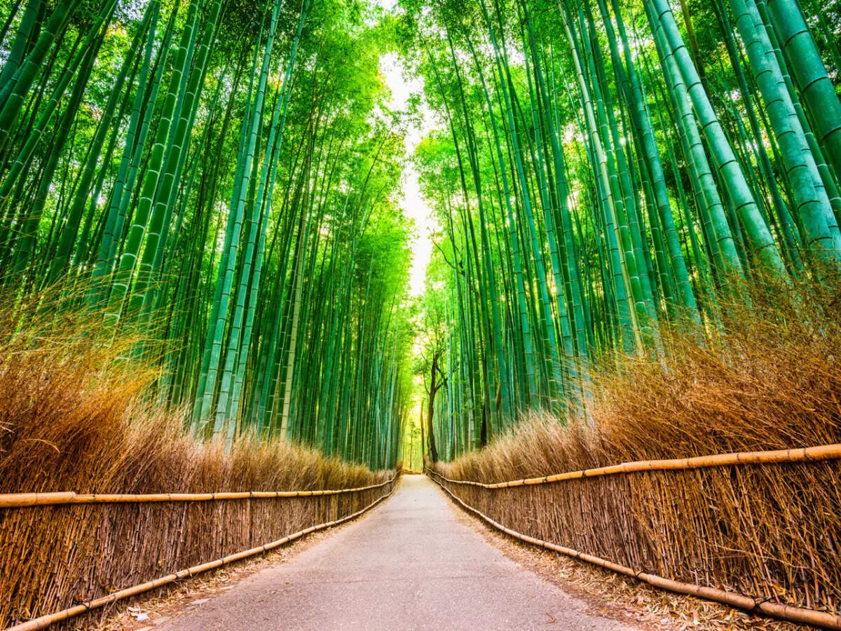 bamboo