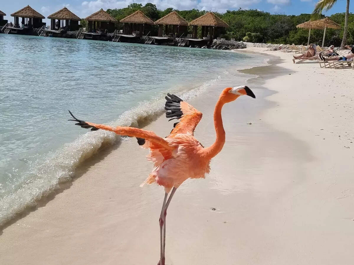 Flamingo in Aruba Flamingo in Aruba