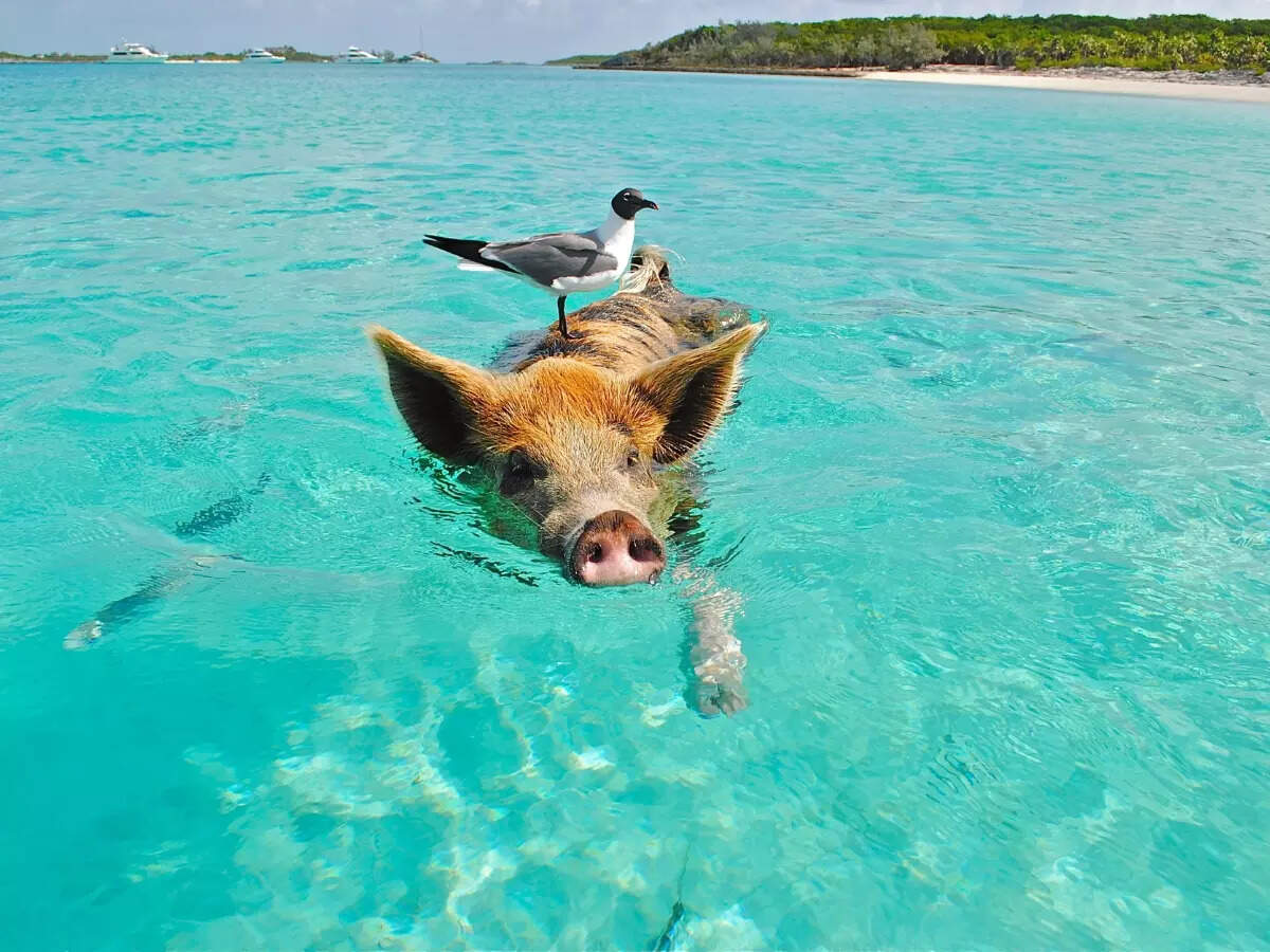 Pig Island in the Bahamas