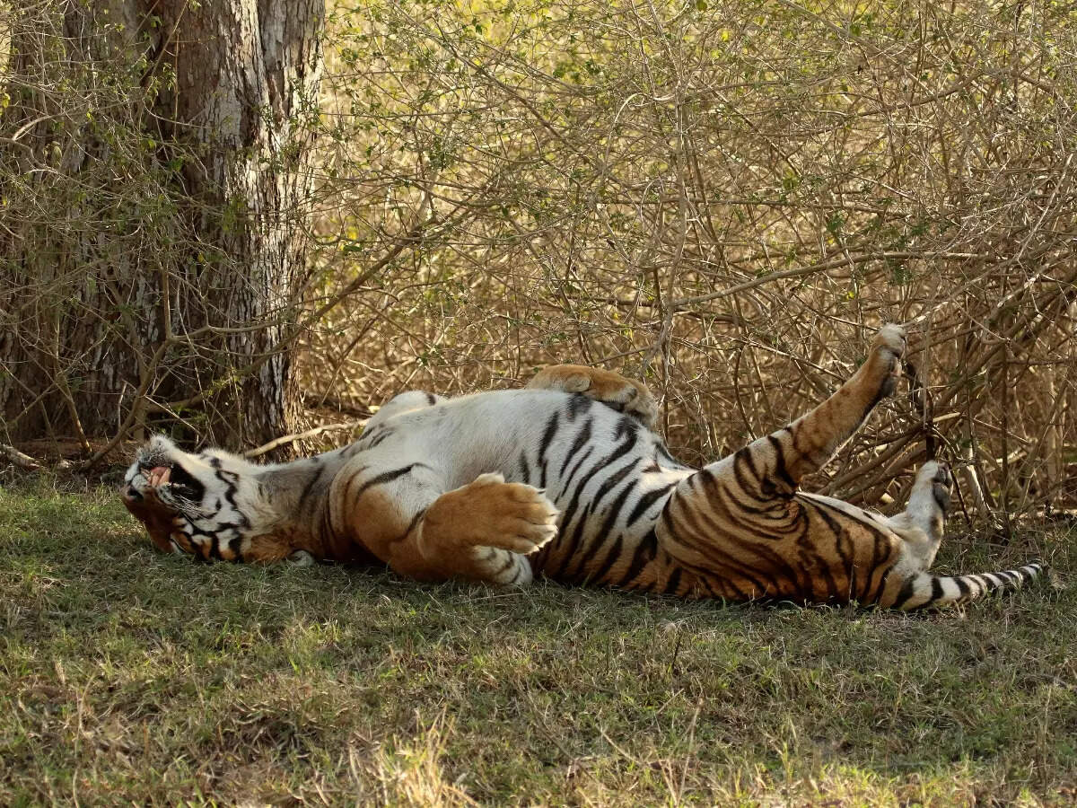 Bandipur National Park