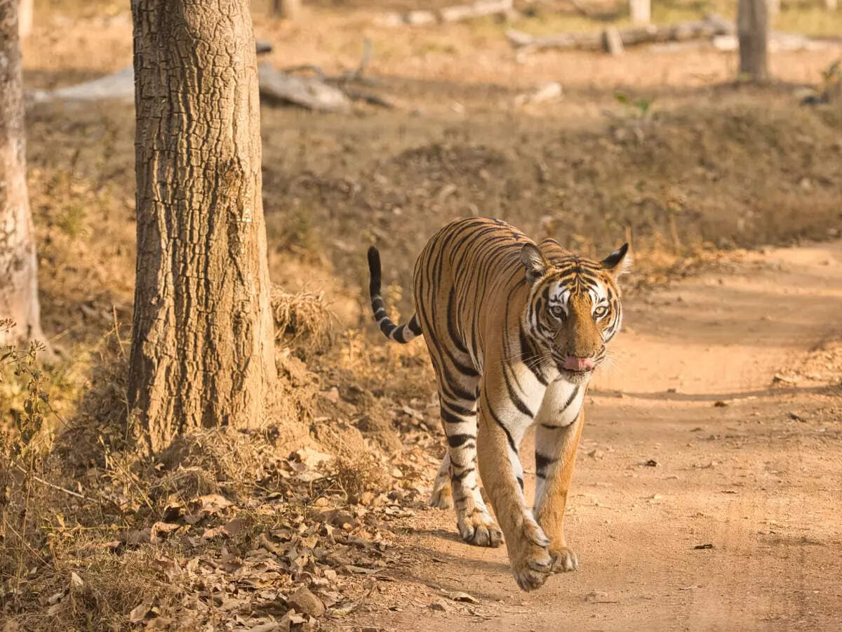 Nagarhole National Park and Tiger Reserve