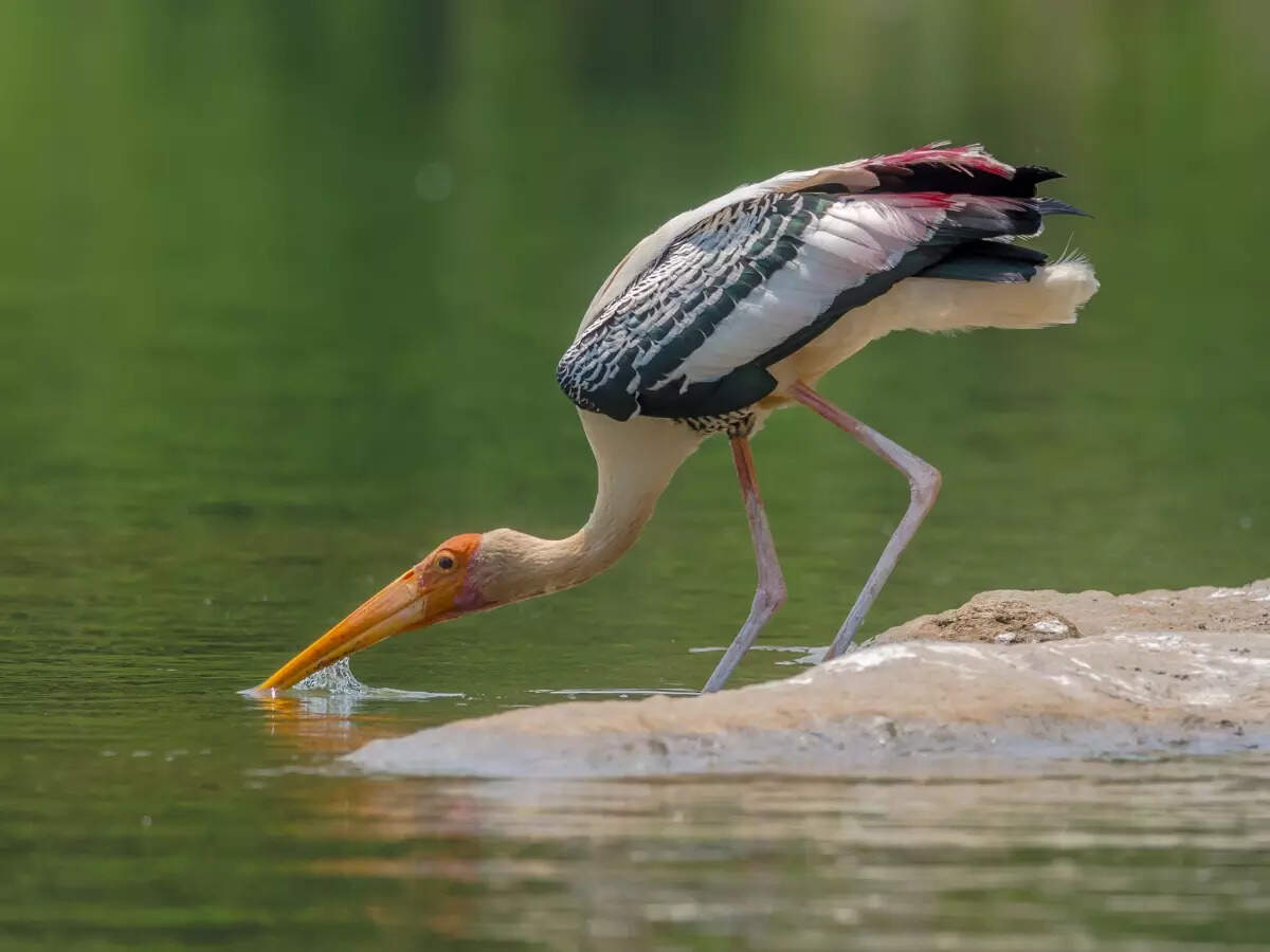 Ranganathittu Bird Sanctuary
