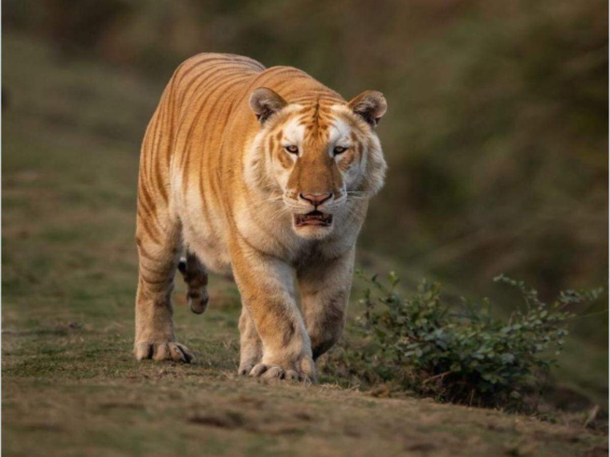 TIGER