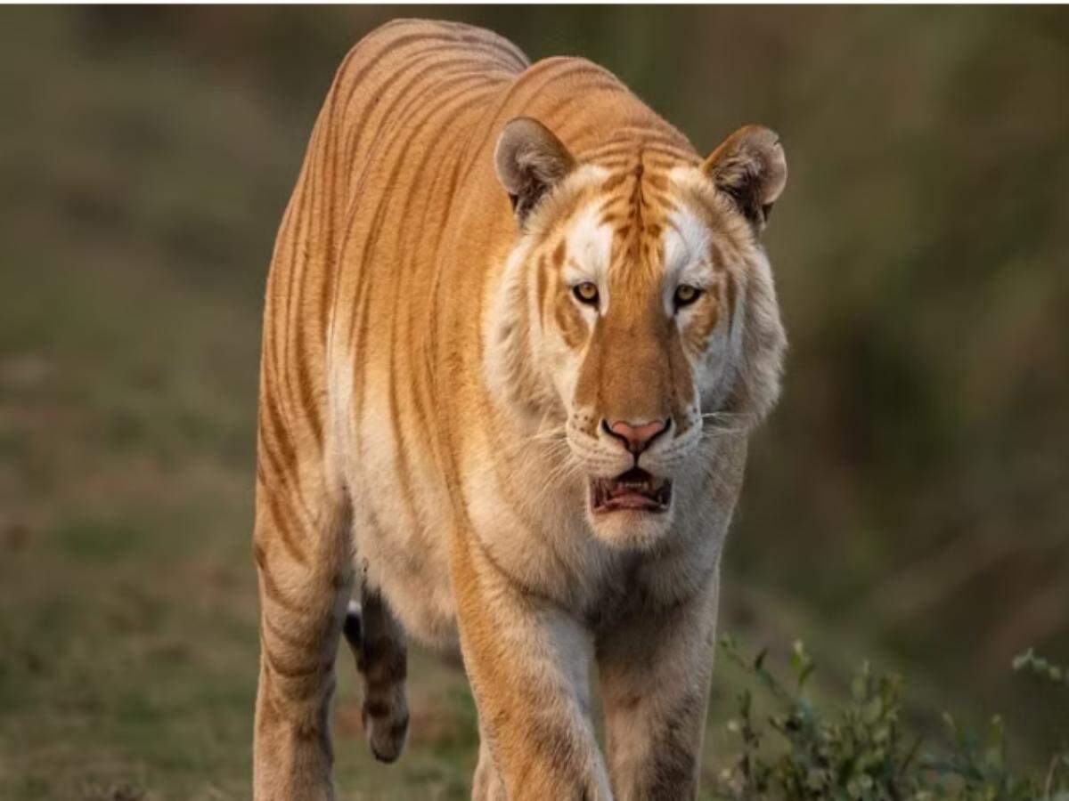 TIGER
