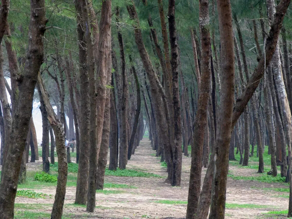 Trees in Kappad Beach Trees in Kappad Beach