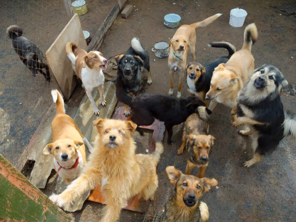 Stray animals