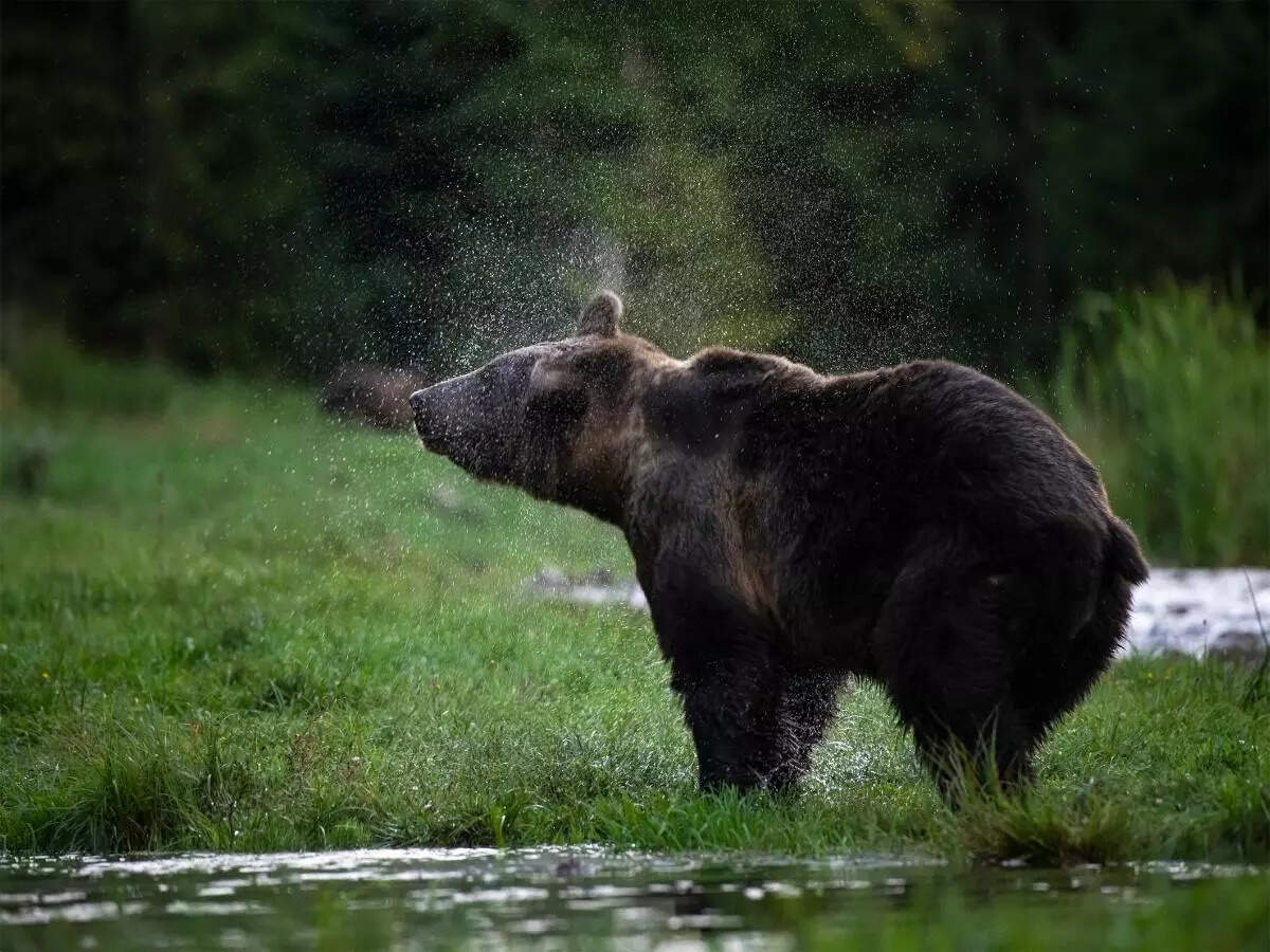 bear bear