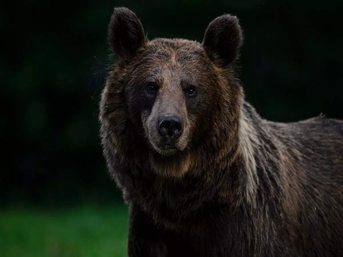 bear bear