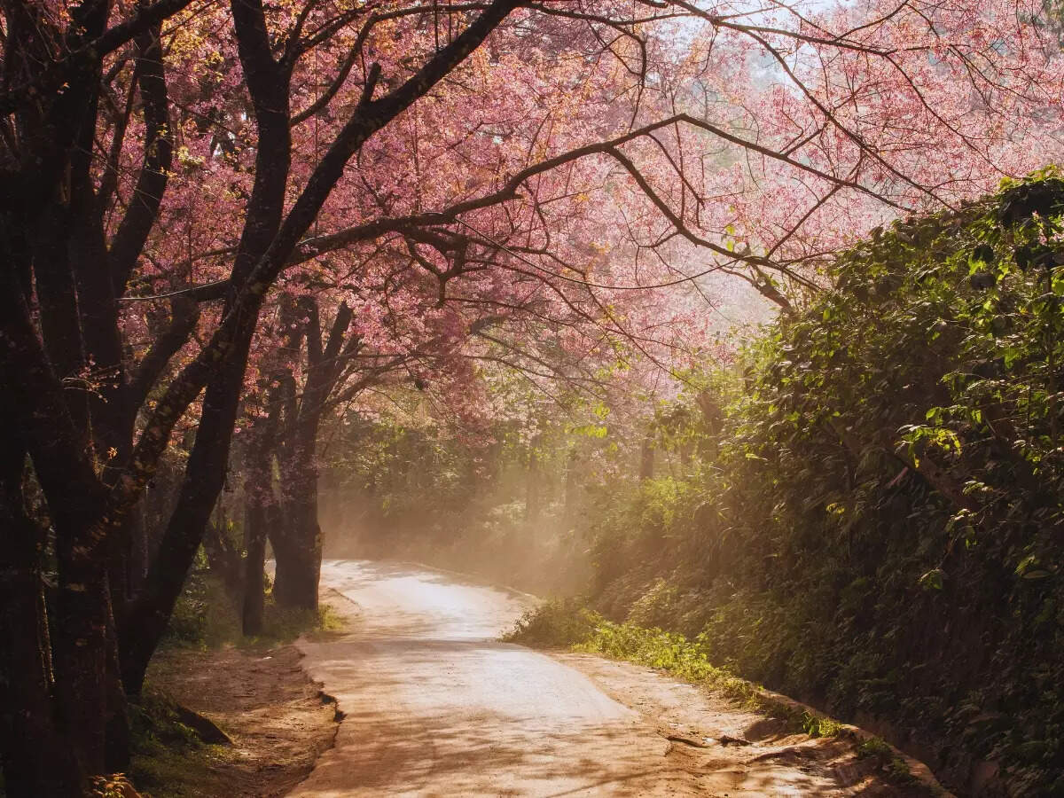 Cherry Blossom