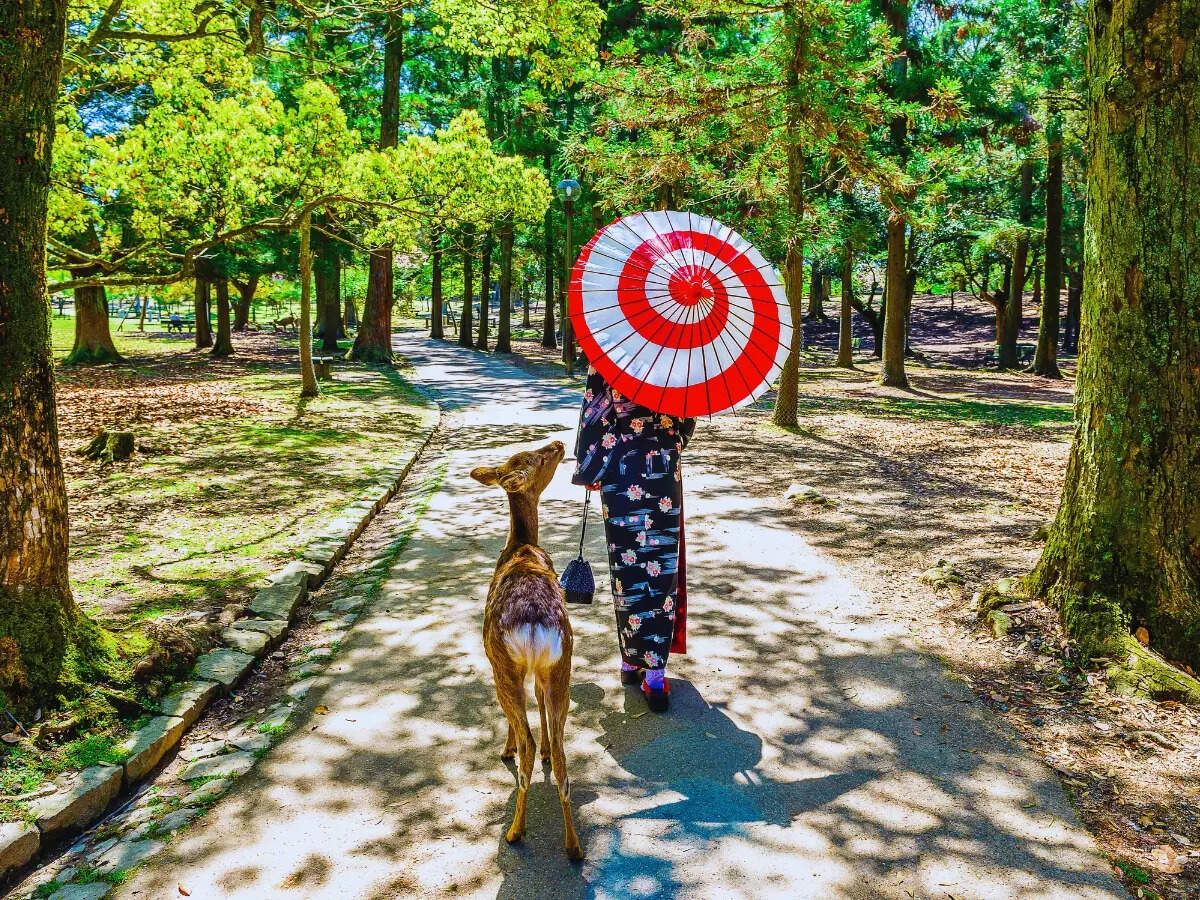 Deer in Nara Park in Japan Deer in Nara Park in Japan