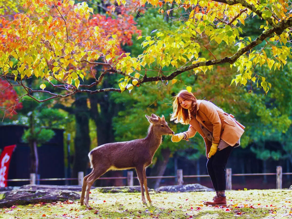 Nara deer Nara deer