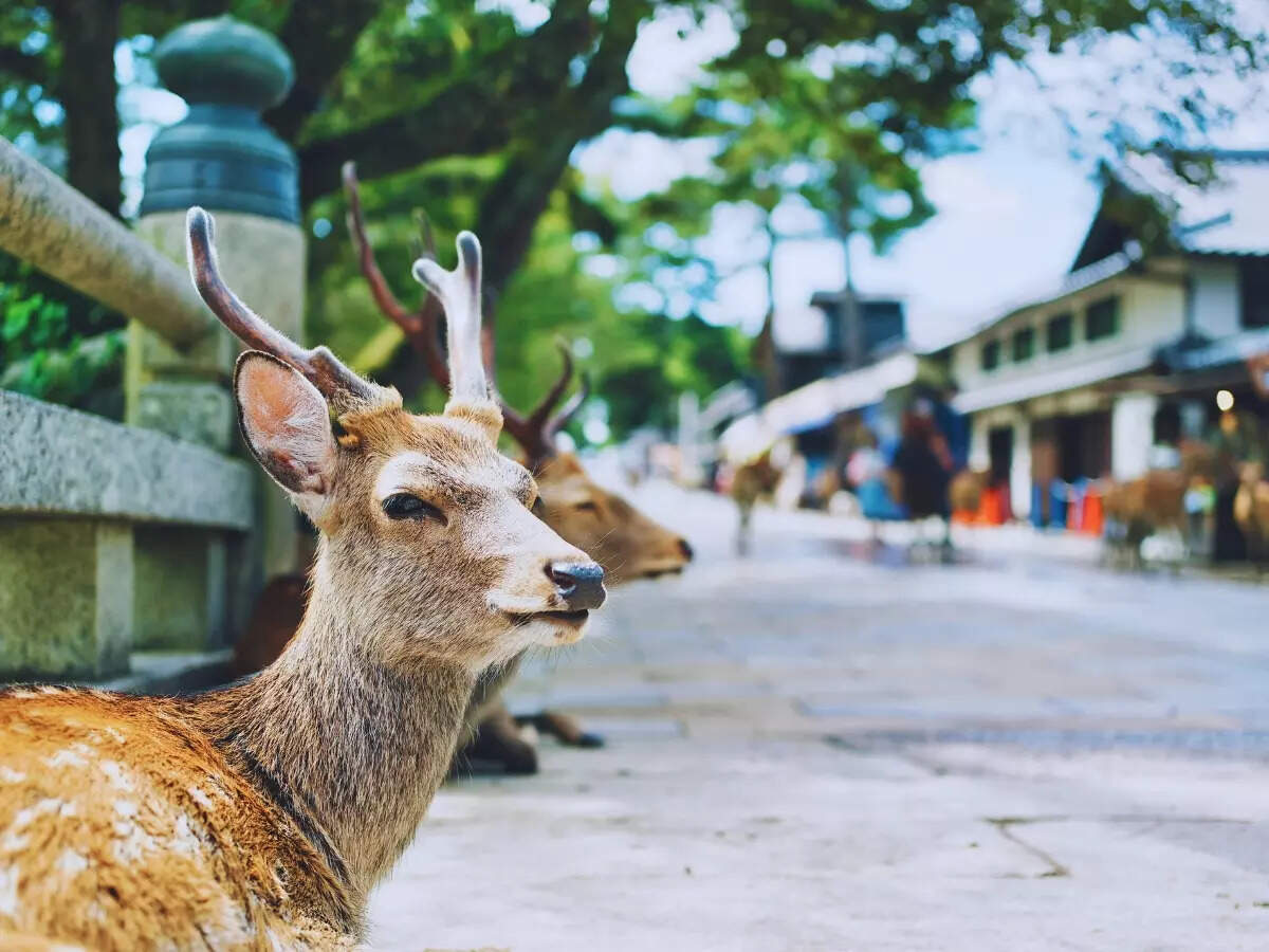 Nara deer Nara deer