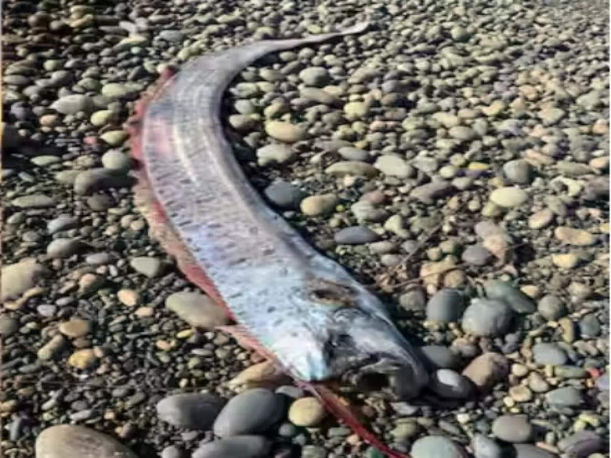 oarfish
