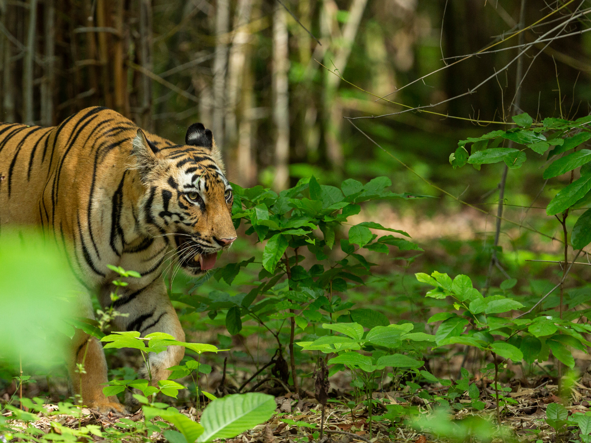 tiger reserve tiger reserve