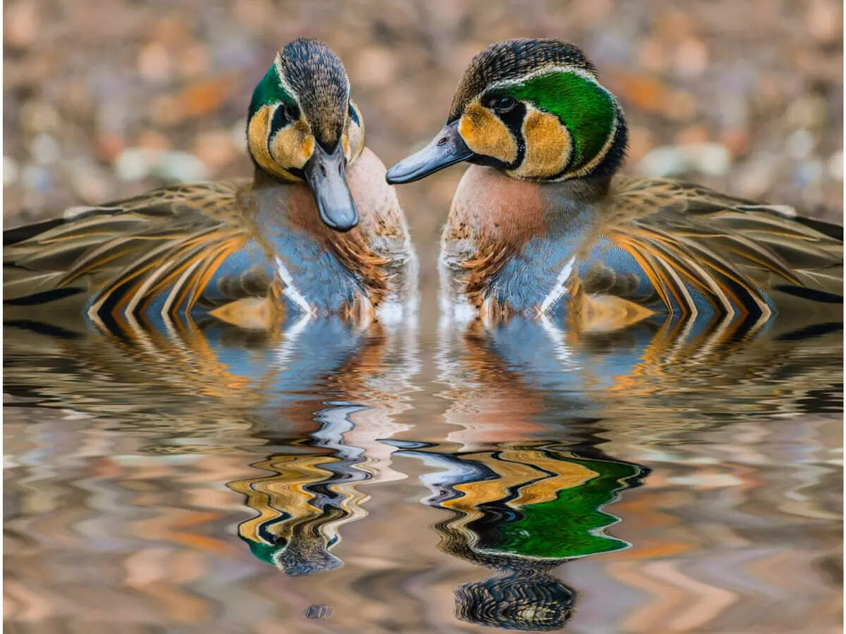 Baikal teal