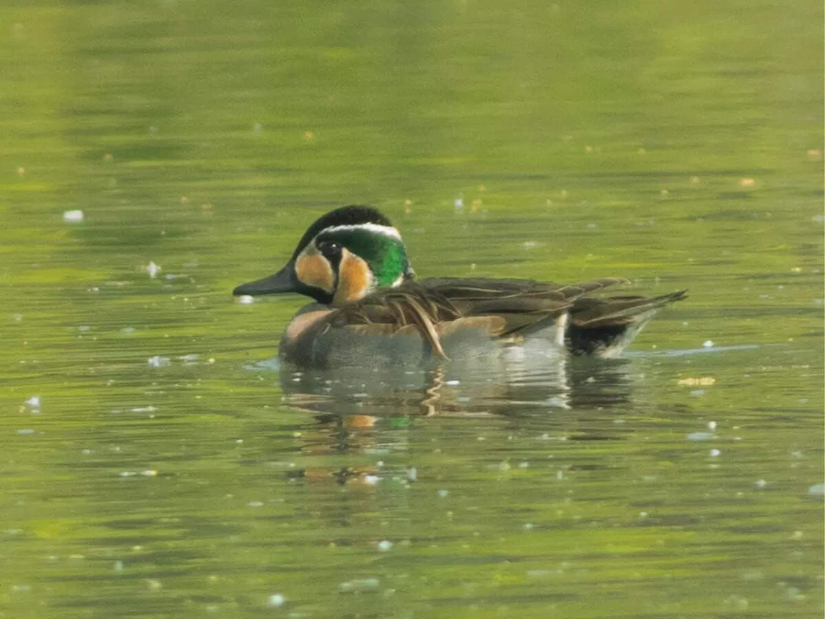 Baikal Teal in Sultanpur National Park