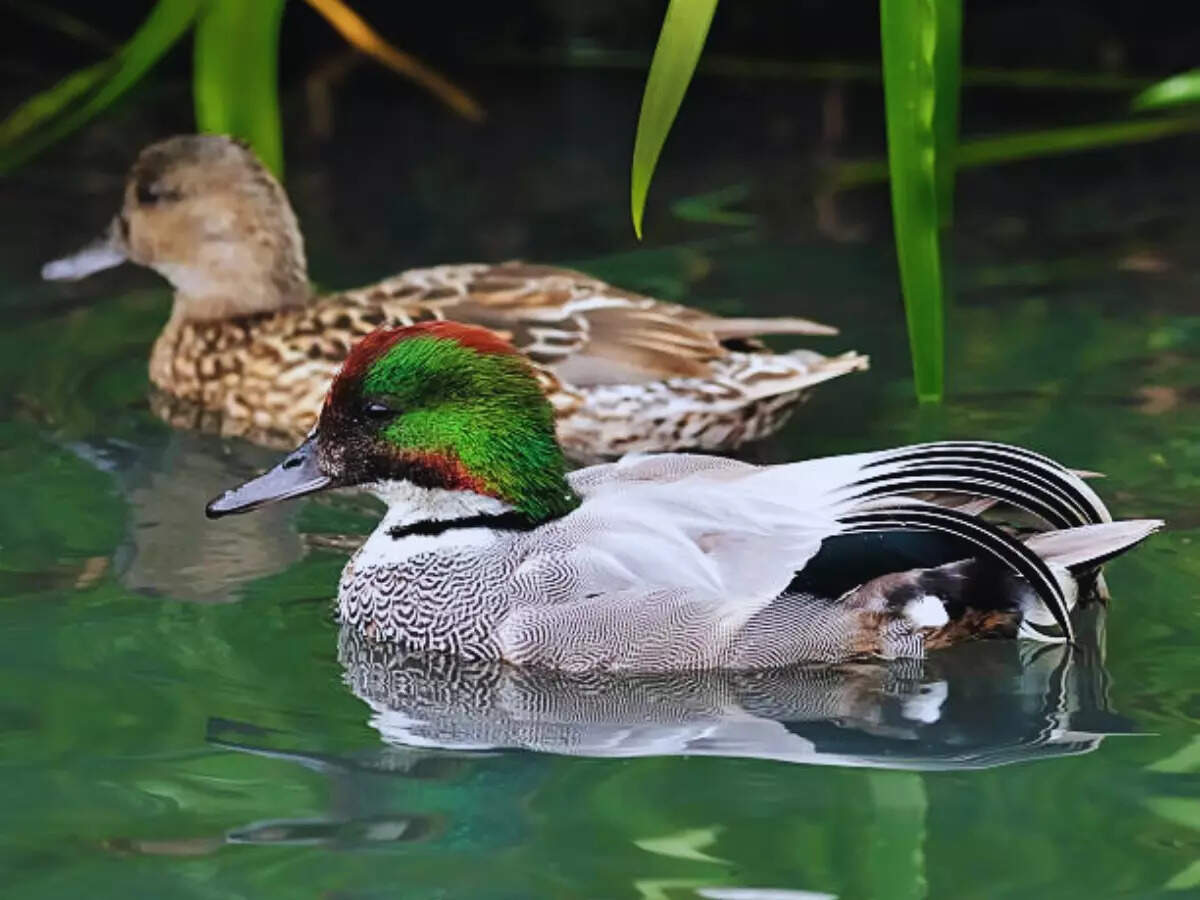 Falcated ducks