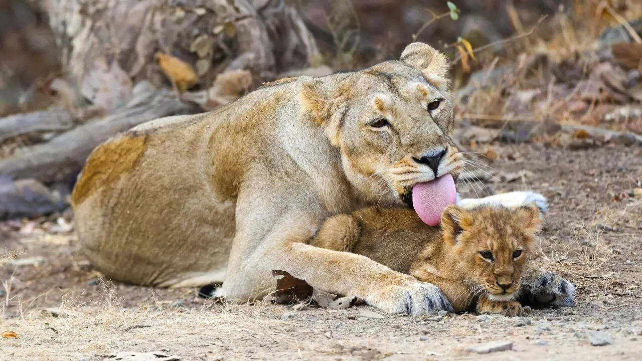 Asiatic lions