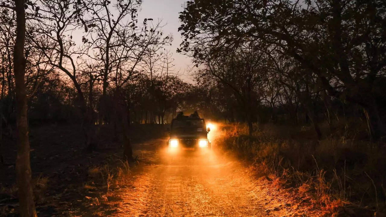 Lion Safari in Gir ​