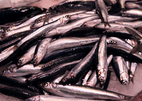 fish fish