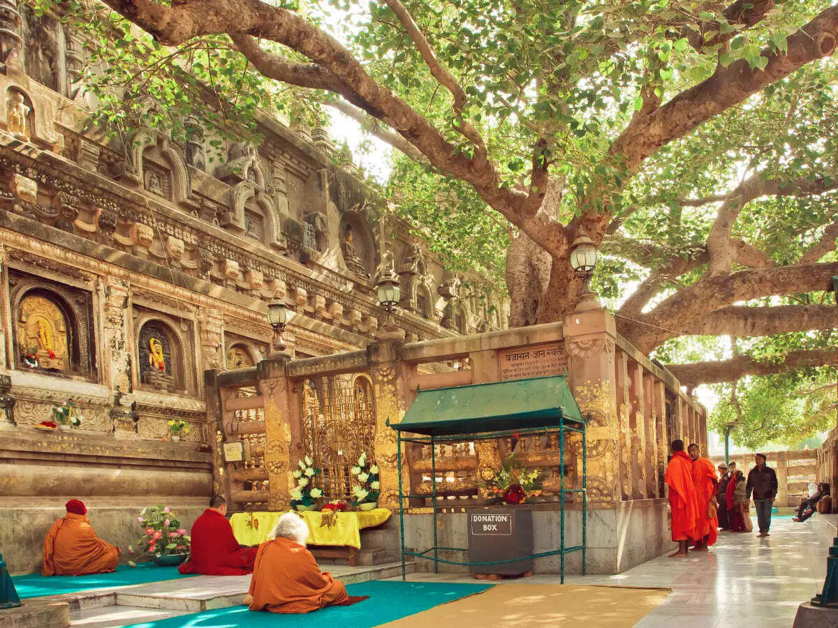 Bodhi tree in Bodh Gaya