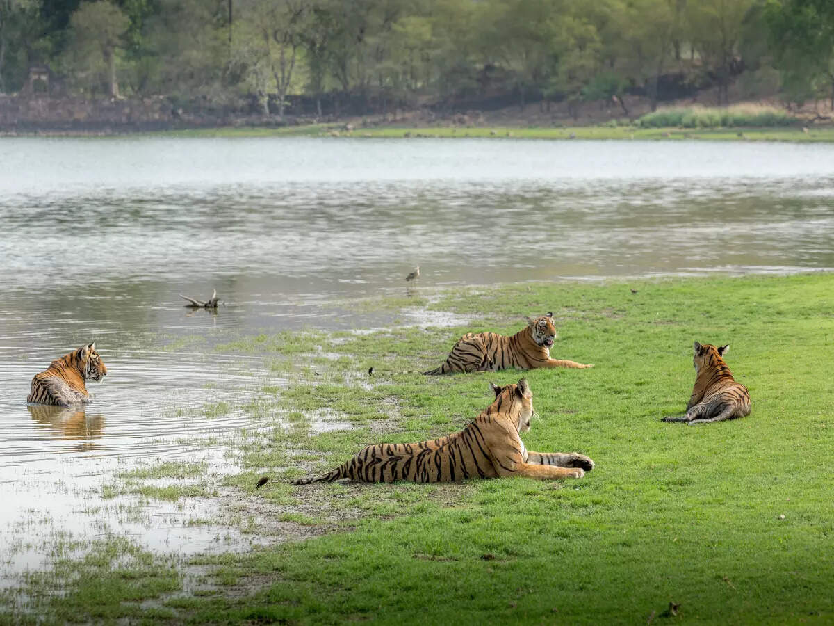 Tigers at Ranthambore National Park