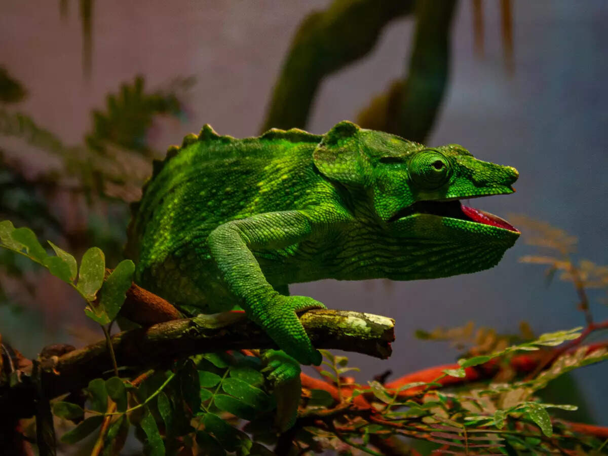 Toronto Zoo, canada