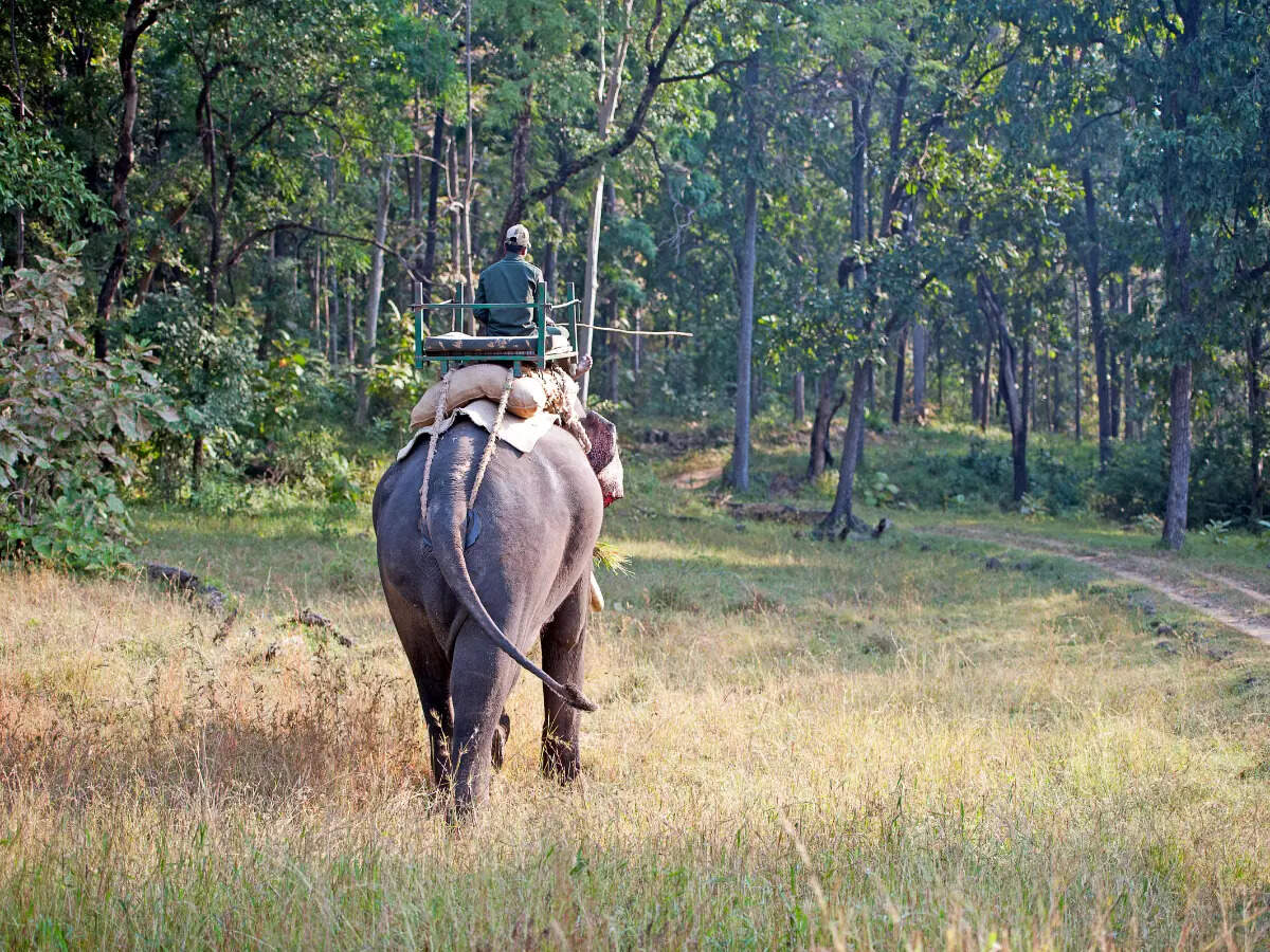 Inside Satpura National Park Inside Satpura National Park