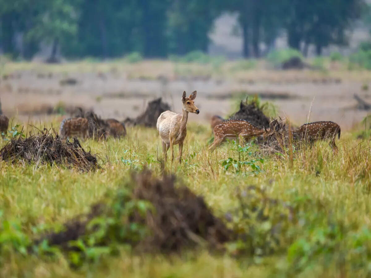 Wildlife in Satpura National Park Wildlife in Satpura National Park