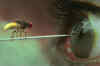 Eega: New Trailer