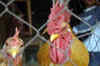 Japanese researchers develop vaccine for deadly bird flu