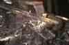 5 infants perish in Punjab hospital incubator fire