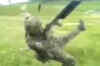 Funny accidents in Army