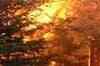 Forest fire engulfs 400 hectares in Amreli