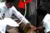 Minister apologises for entering tiger cage