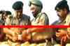 Firing at border in Punjab's Ferozepur