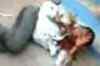 Mob thrashes ticket collector in Baroda