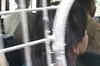 Rajiv Gandhi's killer Nalini shifted from Vellore prison
