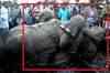 West Bengal: 7 elephants killed by speeding train