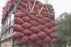 Pak lifts ban on onion export