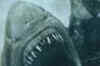 Shark Night 3D: Trailer