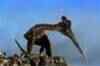 Flying Monsters 3D: Trailer 