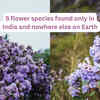 5 flower species found only in India and nowhere else on Earth, and where travellers can see them