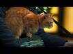 Dialogue Promo - A Street Cat Named Bob
