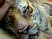 Life of Pi - 3D Trailer