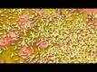 Yeda Trailer