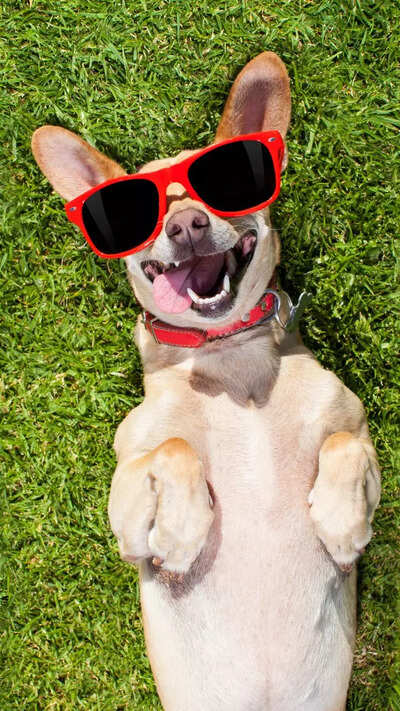 How Astrology is Inspiring Pet Names