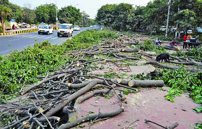 No protection for trees in city, illegal felling is rampant, says plea in NGT