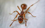 ​Incredible facts about ants you won&rsquo;t believe​